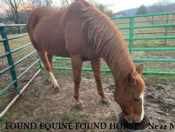 FOUND EQUINE FOUND HORSE ,  Near Mt Pleasant , TN, 38474